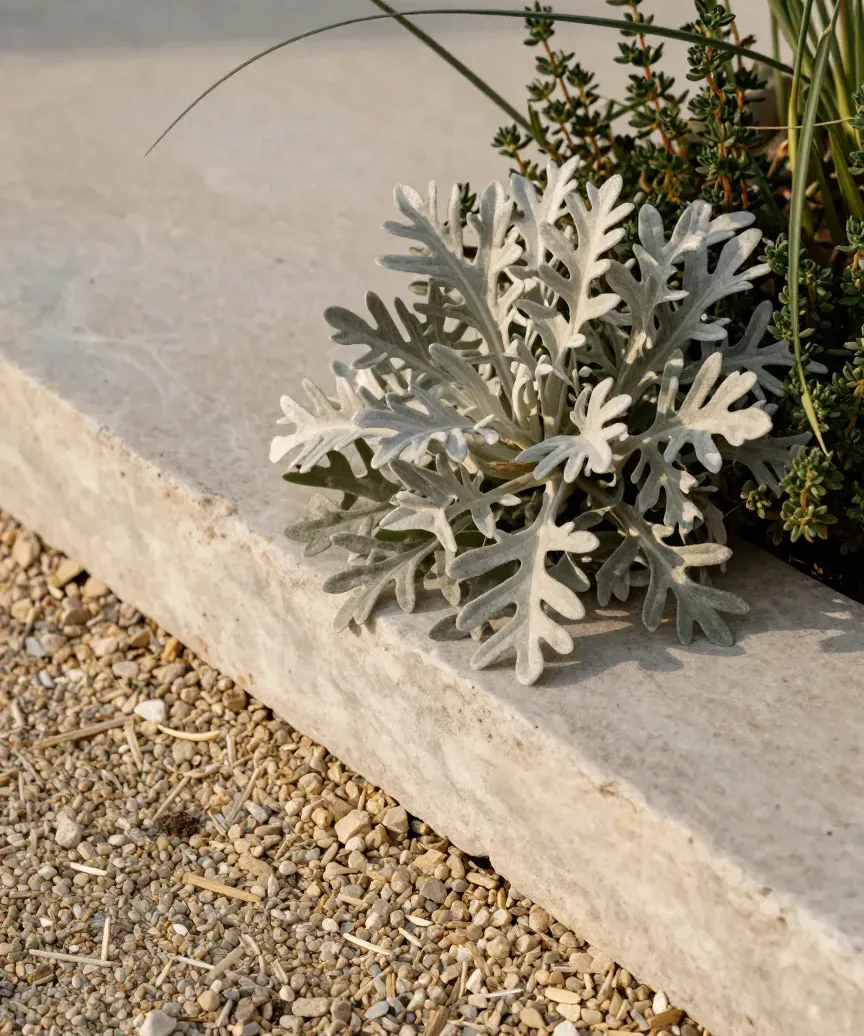 Silver foliage and thyme beside a pale limestone slab in an imagined planting detail.